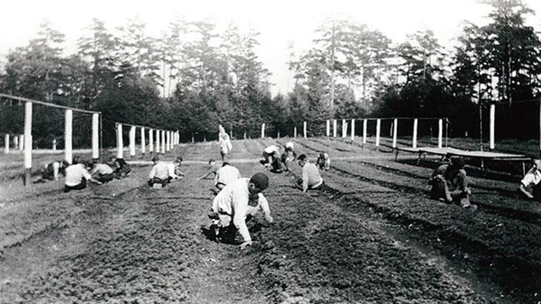 1933年，宾夕法尼亚州立森林学院的学生给幼苗除草.